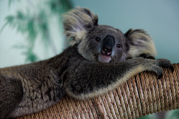cute koala on tree in the park,