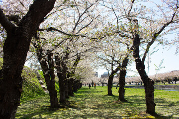 Walkway under the cherry blossom sakura tree which is the romantic atmosphere scene in Japan