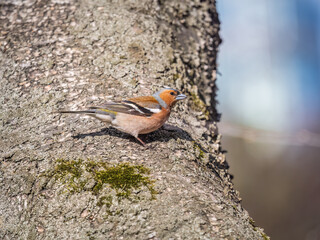 Common chaffinch, Fringilla coelebs, sits on a tree. Common chaffinch in wildlife.