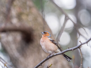 Common chaffinch, Fringilla coelebs, sits on a tree. Common chaffinch in wildlife.