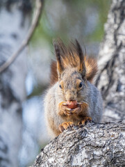 Fototapeta premium The squirrel with nut sits on a branches in the spring or summer.