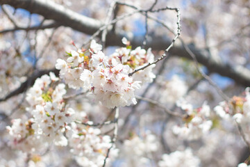 Beautiful and cute cherry blossom (Sakura) against blue sky, Hakodate, Hokkaido, Japan. Wallpaper background
