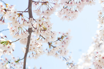 Selective focus of beautiful branches Cherry blossoms on the tree under blue sky, Beautiful Sakura flowers during spring season in the park, Flora pattern texture, Nature floral background