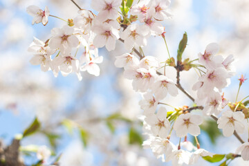 branch of blooming cherry blossom flower with copy space. closeup of cherry blossom flower on blue sky background