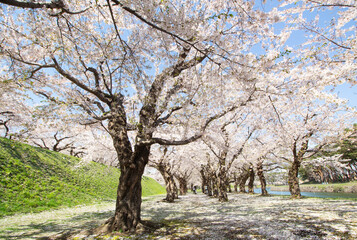 Walkway under the sakura tree which is the romantic atmosphere scene in Japan