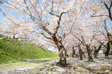 Walkway under the sakura tree which is the romantic atmosphere scene in Japan