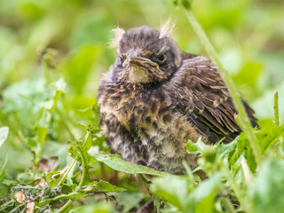 A fieldfare chick, Turdus pilaris, has left the nest and sitting on the spring lawn. A fieldfare...