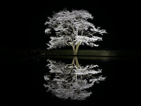 Reflecting Godly Cherry Blossoms on Rice Paddies in Honshu, Gifu