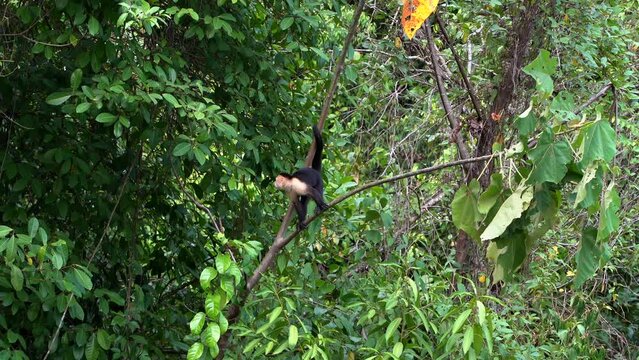 Beautiful view of the capuchin monkey, the squirrel monkey in the Costa Rica Rain forest 