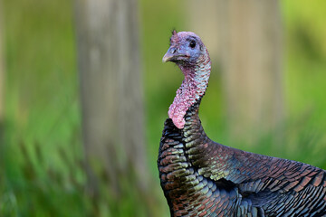 Wild Turkey - Hen in the wild