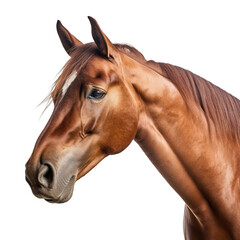 Horse head isolated on transparent background, Generative AI
