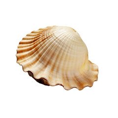 Shell isolated on transparent background, Generative AI