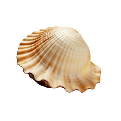 Obraz premium Shell isolated on transparent background, Generative AI