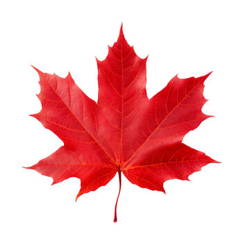 red sugar maple leaf isolated on transparent background, Generative AI