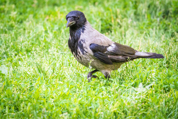Black crow walks on green lawn. Raven on grass. Wild bird on meadow.