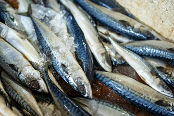 Fresh sea fish for sale in Indonesian traditional market. Ujung genteng beach, Sukabumi, Indonesia