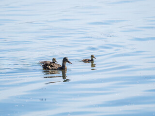 A family of ducks, a duck and its little ducklings are swimming in the water. The duck takes care of its newborn ducklings. Mallard, lat. Anas platyrhynchos