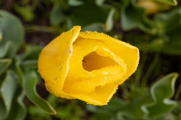 Tulip Yellow Flight cultivated in a garden in Madrid