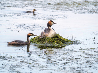 A pair of water birds, Great Crested Grebe, feeding chick at nest.