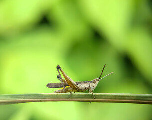 green grasshopper or herbivorous insect on a blurred background.