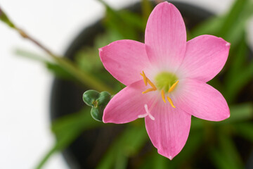 rain lily or zephyrlily, aka cuban zephyr or rose fairy lily which bloom only after heavy rain, small tropical ornamental pink flower taken straight from above with copy space, selective focus