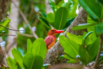 アカショウビン