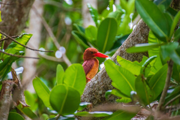 アカショウビン