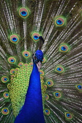 Obraz premium Peacock dancing and showing colorful feathers.