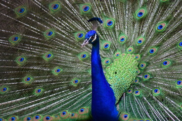 Fototapeta premium peacock with feathers.