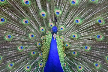 Peacock dancing. Colorful feathers.