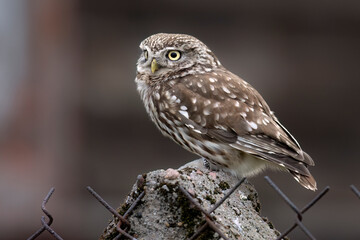 Little owl ( Athene noctua ) close up