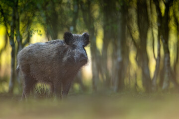 Wild boar ( Sus scrofa ) close up