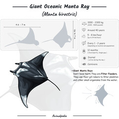 Giant Manta ray infographic © 54 Design