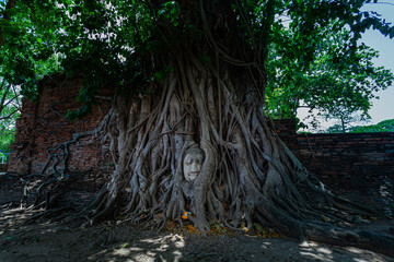 The root of the banyan tree wraps around the Buddha image until only the Buddha's head emerges..Amazing and famous in Thailand at Mahathat temple Ayutthaya province Thailand..banyan root background..
