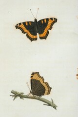 Fototapeta na wymiar Ancienne illustrations naturaliste insecte Papillon