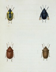 Ancienne illustrations naturaliste insectes