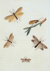 Ancienne illustrations naturaliste insecte Papillon