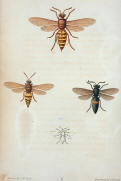 Ancienne illustrations naturaliste insecte abeilles