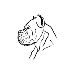 Vector sketch hand drawn cane corso silhouette in profile, line art with black lines