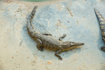 A colony of crocodiles in the zoo in Sriayuthaya Lion Park , focus selective