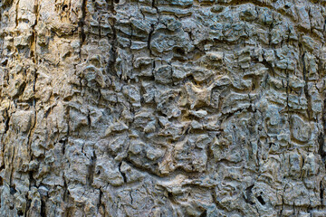 Tree bark texture detail close up