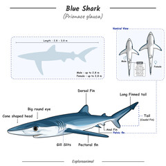 Anatomy of a Blue shark