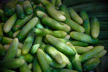 Cucumber background Cucumber harvest.  cucumbers from the field.