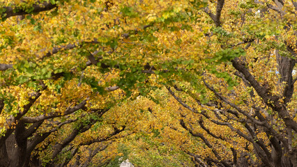 Maple tree in autumn