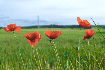 Obraz premium Red blooming poppy flowers growing on green grassy meadow on summer day under blue sky 
