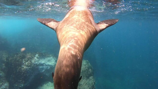 Playful Sea Lion Galapagos Island Nature