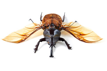 Nature, wings and beetle in white background, front view of aesthetic bug for analysis and study, Bugs, science and insect collection for entomology research, studying and creature education or hobby