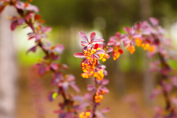A bush with red leaves in the foreground