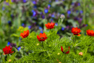 A field of flowers with a blurred blue flowers background and a red flower