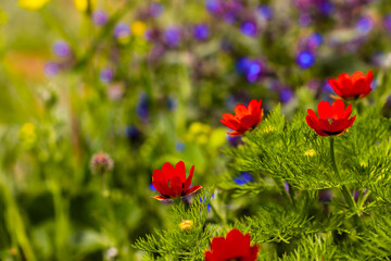 Naklejka premium A field of flowers with a blurred blue flowers background and a red flower